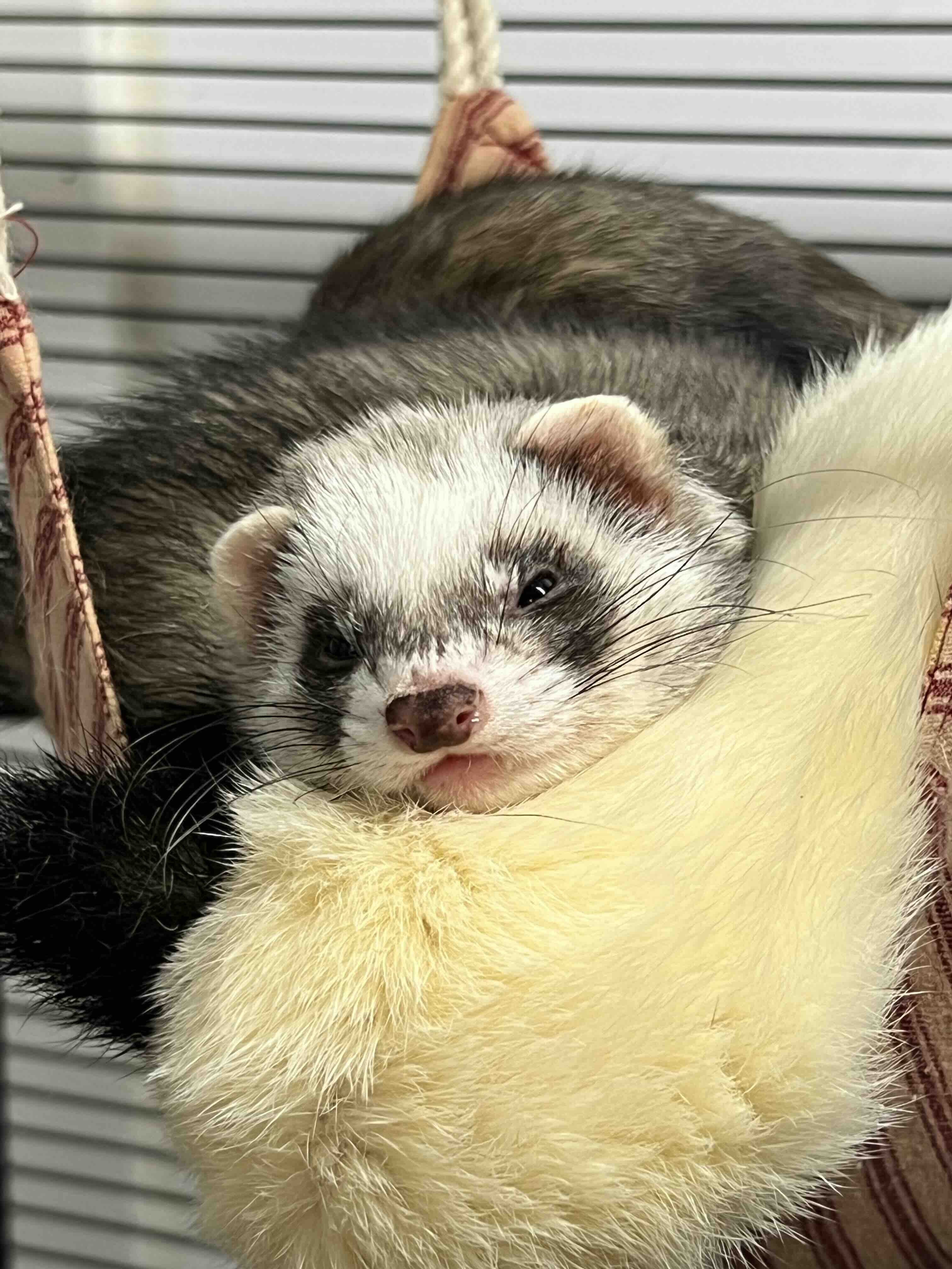 Ferret in hammock