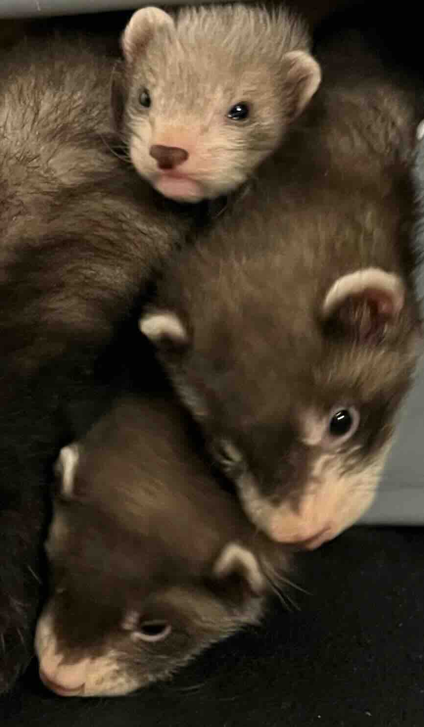 SPF ferret kits
